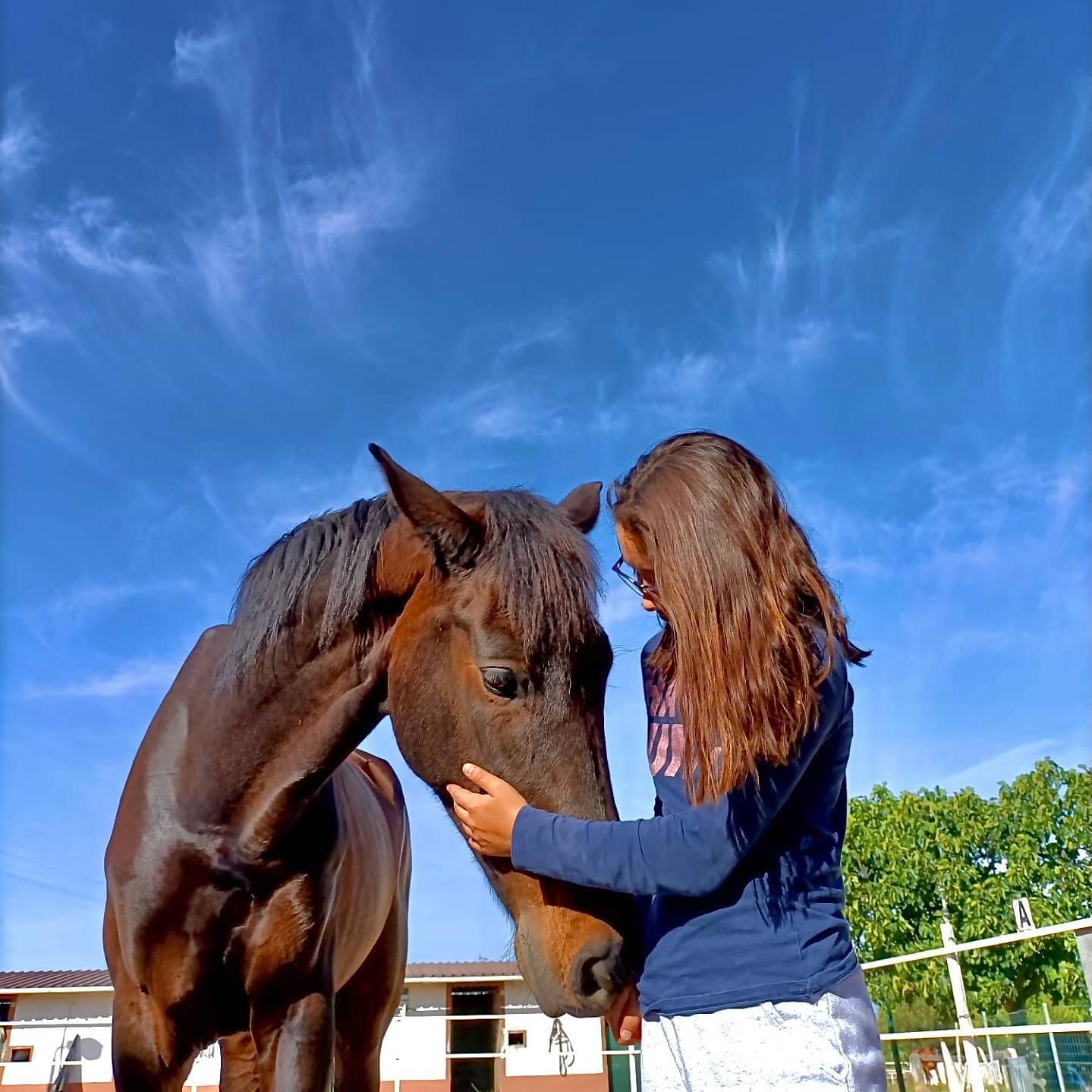 Horses cared for at the São Brás Equestrian Center